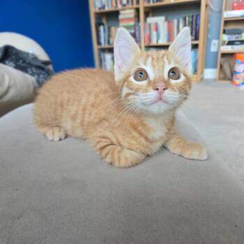 Billie Jo -  Domestic Short Hair Cat for Adoption in Bentonville, Arkansas - Billie Jo | PetCurious