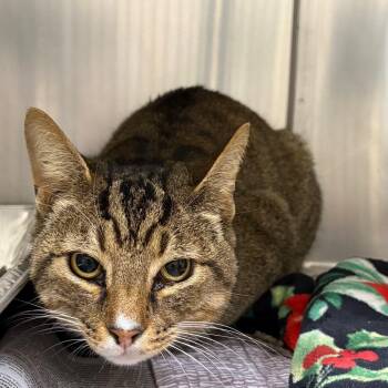 Domestic Short Hair Cats Available for Adoption - Stubby | PetCurious