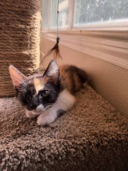 Calico and Domestic Medium Hair Cats Available for Adoption in Rosenberg, Texas - Esme | PetCurious