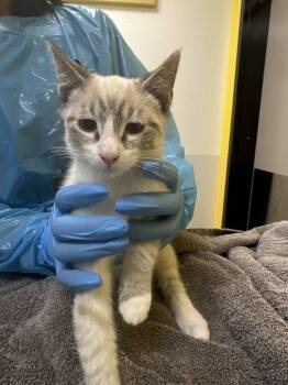 Lunes -  Domestic Short Hair Cat for Adoption in Raleigh, North Carolina - Lunes | PetCurious