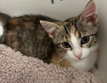 Susy -  Domestic Short Hair Cat for Adoption in Poplar Grove, Illinois - Susy | PetCurious