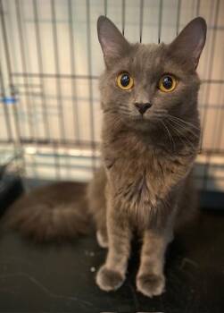 Heaven -  Domestic Short Hair Cat for Adoption in Duxbury, Massachusetts - Heaven | PetCurious