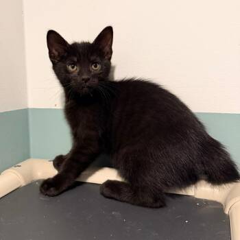Madhu -  Domestic Short Hair Cat for Adoption in Evansville, Indiana - Madhu | PetCurious