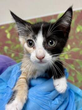 Domestic Short Hair Cats Available for Adoption in San Antonio, Texas - Vine | PetCurious