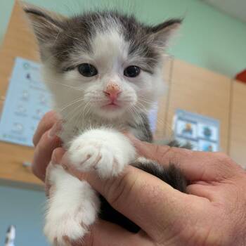 Domestic Long Hair Cats Available for Adoption in Toledo, Ohio - KnickKnack | PetCurious
