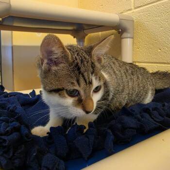 Ziggy -  Domestic Short Hair Cat for Adoption - Ziggy | PetCurious