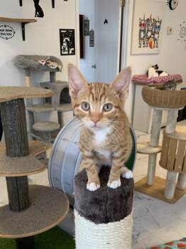 Pinto -  Domestic Short Hair Cat for Adoption in Saint Charles, Missouri - Pinto | PetCurious