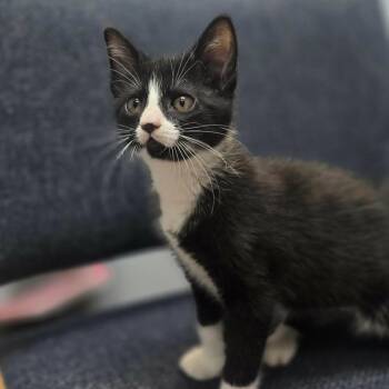 Bass -  Domestic Short Hair Cat for Adoption in Sunrise Beach, Missouri - Bass | PetCurious