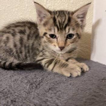 Marco -  Domestic Medium Hair Cat for Adoption in Tampa, Florida - Marco | PetCurious