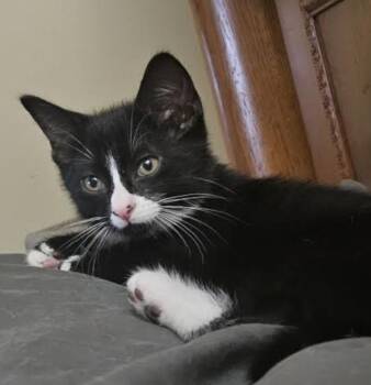 Maxwell -  Domestic Short Hair Cat for Adoption in Cincinnati, Ohio - Maxwell | PetCurious