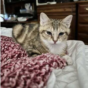 Tabby Cats Available for Adoption - Loki | PetCurious