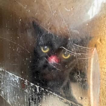 Nickel 33 -  Domestic Short Hair Cat for Adoption in Philadelphia, Pennsylvania - Nickel 33 | PetCurious
