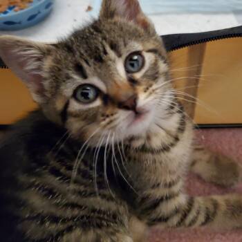 Rescue Domestic Short Hair Cats for Adoption in Hamilton Township, New Jersey - MOLLY | PetCurious