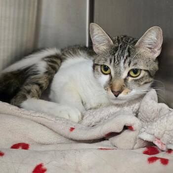 Batik -  Domestic Short Hair Cat for Adoption in Spokane, Washington - Batik | PetCurious