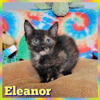 Rescue Domestic Short Hair Cats for Adoption in Daingerfield, Texas - Eleanor | PetCurious