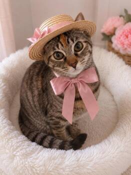 Dorothy -  Torbie Cat for Adoption in Mount Laurel Township, New Jersey - Dorothy | PetCurious