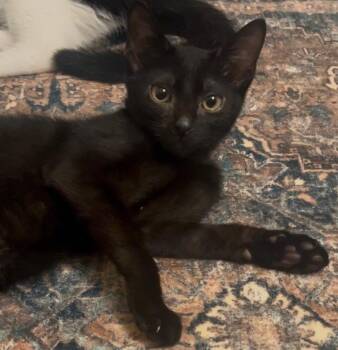 Rescue Domestic Short Hair Cats for Adoption in Monroeville, Pennsylvania - Scott | PetCurious