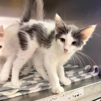 Maggie -  Domestic Long Hair Cat for Adoption in Hemet, California - Maggie | PetCurious