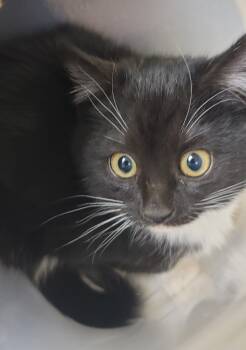 Rescue Domestic Short Hair Cats for Adoption in Christiansburg, Virginia - Gondola | PetCurious