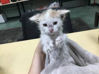 Domestic Short Hair Cats Available for Adoption - A1888038 | PetCurious