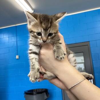 Sandie -  Domestic Short Hair Cat for Adoption in Montgomery, Alabama - Sandie | PetCurious