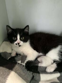 American Shorthair Cats Available for Adoption in Barboursville, West Virginia - Lucy | PetCurious