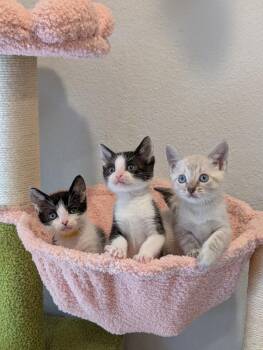 Poppy -  Domestic Short Hair Cat for Adoption in Fremont, California - Poppy | PetCurious