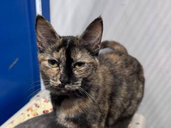 Tabby Cats Available for Adoption - Lanai | PetCurious