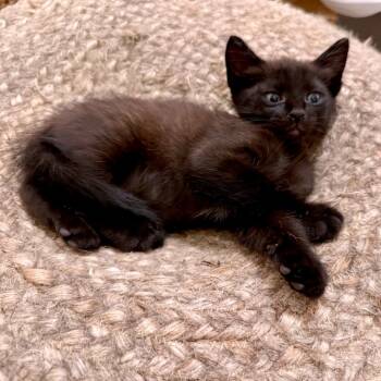Cruller 25 -  Domestic Short Hair Cat for Adoption in Austin, Texas - Cruller 25 | PetCurious