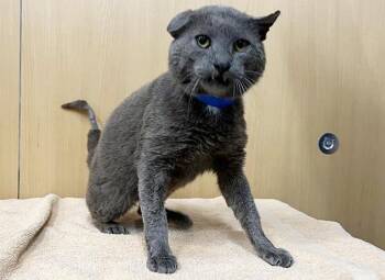 WINDSOR -  Domestic Short Hair Cat Available for Adoption in Brentwood, Missouri - WINDSOR | PetCurious