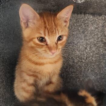 Haiku -  Domestic Short Hair Cat for Adoption in Reno, Nevada - Haiku | PetCurious