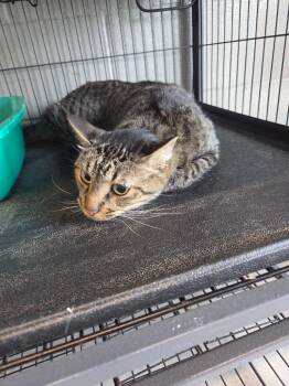 Domestic Short Hair Cats Available for Adoption in Bossier City, Louisiana - Meo | PetCurious