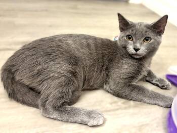 Hera -  Russian Blue Cat for Adoption in Fort Myers, Florida - Hera | PetCurious