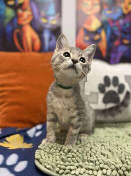 Rescue Domestic Short Hair Cats for Adoption in Effingham, Illinois - Cascade | PetCurious