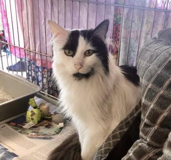 Domestic Long Hair Cats Available for Adoption in Parma, Ohio - Goosey | PetCurious