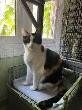 Nina -  Domestic Short Hair Cat for Adoption in Chicago, Illinois - Nina | PetCurious