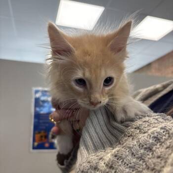 Sunny D -  Domestic Short Hair Cat for Adoption in Allentown, Pennsylvania - Sunny D | PetCurious