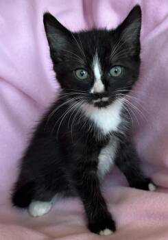 Ugo -  Tuxedo Cat for Adoption in Hood River, Oregon - Ugo | PetCurious