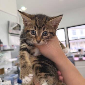 Domestic Short Hair Cats Available for Adoption - Gemini | PetCurious