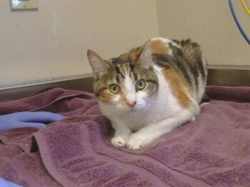 SATIVA -  Domestic Short Hair Cat for Adoption in Sacramento, California - SATIVA | PetCurious