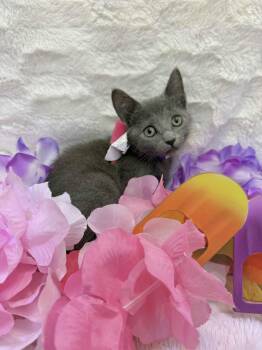 Rescue Russian Blue and Domestic Short Hair Cats for Adoption in Tavares, Florida - Cora | PetCurious