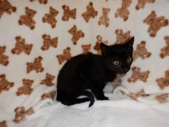DOUBLE CHOCOLATE OREO -  Domestic Short Hair Cat for Adoption in San Jose, California - DOUBLE CHOCOLATE OREO | PetCurious