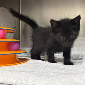 Halo -  Domestic Short Hair Cat for Adoption in Milton, Florida - Halo | PetCurious