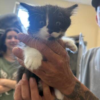 Domestic Medium Hair Cats Available for Adoption in Corinth, Mississippi - Tuxy | PetCurious