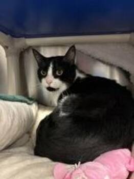 Mr. Tilder -  Domestic Short Hair Cat for Adoption in Whitby, Ontario - Mr. Tilder | PetCurious