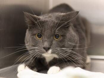 DIALGA -  Domestic Short Hair Cat for Adoption in Phoenix, Arizona - DIALGA | PetCurious
