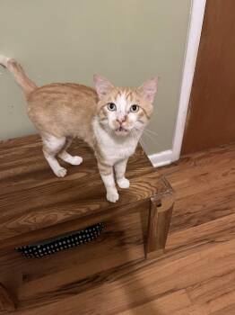 Easton -  Domestic Short Hair Cat for Adoption in Denver, Colorado - Easton | PetCurious