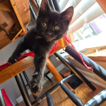 Ivy -  Domestic Short Hair Cat Available for Adoption in Johnson City, Tennessee - Ivy | PetCurious