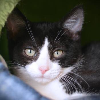 Domestic Short Hair Cats Available for Adoption in Amsterdam, New York - Opalite | PetCurious