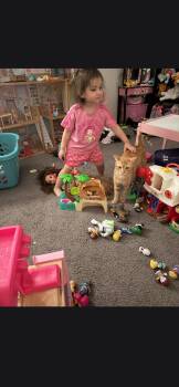 Pete Zig Zag -  Tabby Cat for Adoption in Phoenix, Arizona - Pete Zig Zag | PetCurious